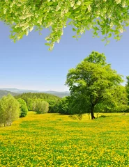 Fotobehang Oranje Spring landscape in the national park Sumava - Czech Republic  © vencav