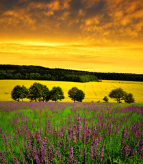 Spring flowering meadow at sunset