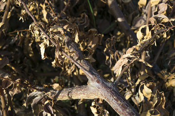 Dry leaves on a dead tree branch