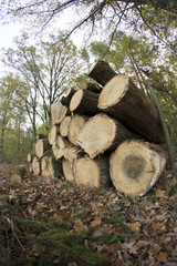 leśny skład drewna
