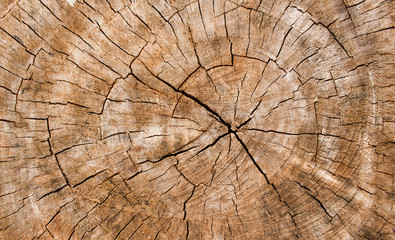 Wooden texture of a tree trunk,Background texture.