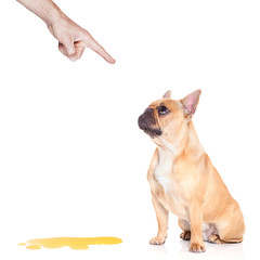 dog pee