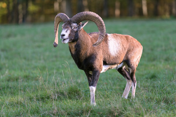 Obraz premium Mufflon, Mouflon, Ovis orientalis
