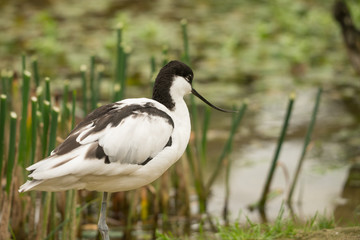 Avocet wading bird
