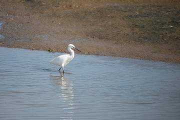 Great white egret, Ardea alba.