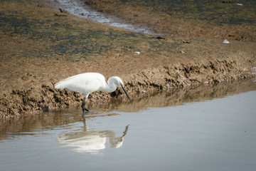 Great white egret, Ardea alba.