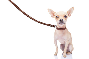 dog walker