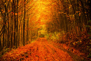 Road trough autumn forest
