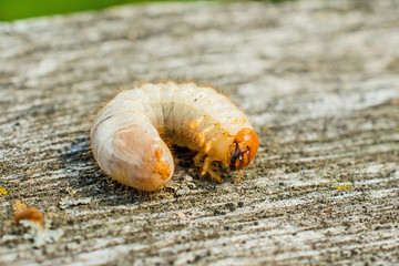 beetle larvae
