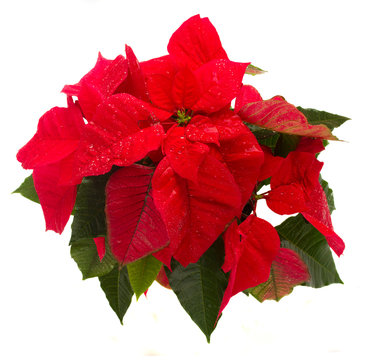 scarlet poinsettia flower or christmas star
