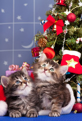 Cute kittens