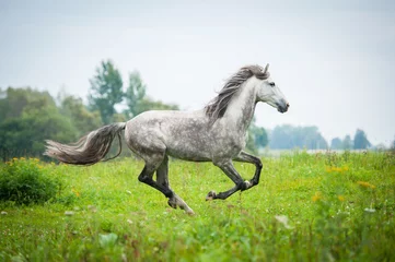 Poster Léquitation Andalusian stallion running on the pasture in autumn