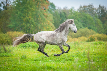 Naklejka na ściany i meble Andalusian stallion running on the pasture in autumn