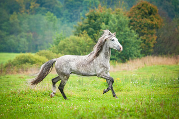Fototapeta na wymiar Andalusian stallion running on the pasture in autumn