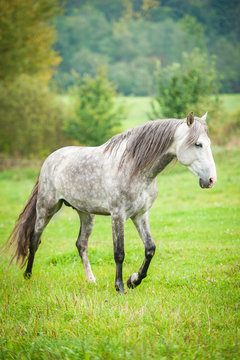 Andalusian stallion walking on the pasture in autumn
