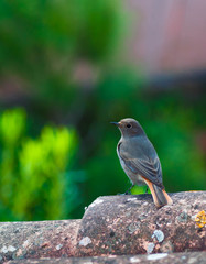 Passereau rougequeue noir