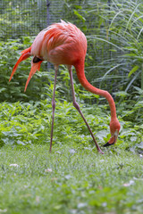 Flamand rose