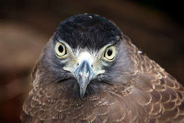 Eagle portrait