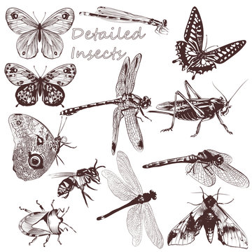 Collection of vector detailed insects for design