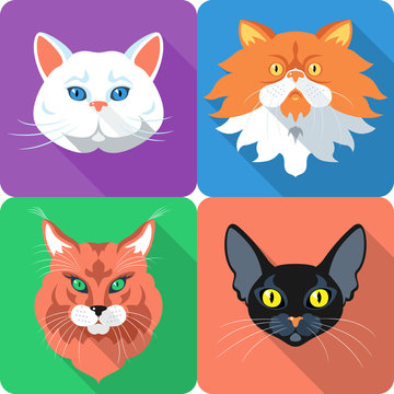 Set Cat icon flat design