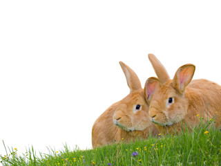 Rabbits isolated
