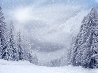 Winter Landscape