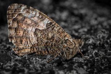 Papillon
