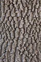 bark pine