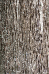 bark pine