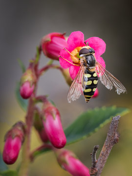 Syrphe