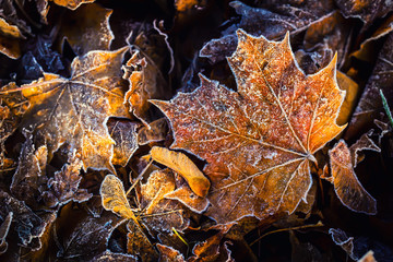 Frozen autumn frost cold morning ice maple leaves