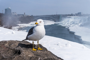 Möwe an den Niagarafällen