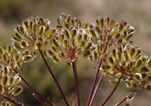 Umbelas de la Planta  Thapsia Villosa
