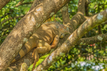 Basking Iguana