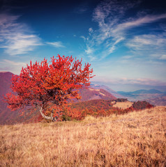 Fototapeta na wymiar Lonely autumn tree against dramatic sky in the mountains