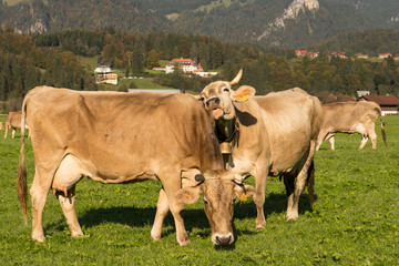 Kühe im Allgäu auf einer grünen Wiese