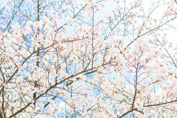 Yoshino cherry blossom in full bloom