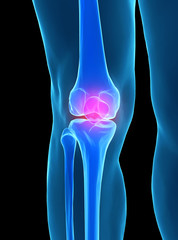 Human knee anatomy - 72148101