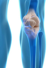 Human knee anatomy - 72148133