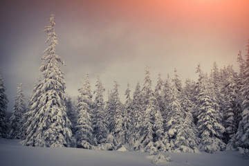 Trees covered with hoarfrost and snow in mountains.