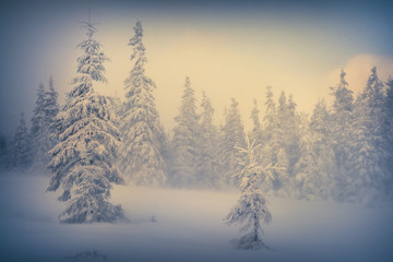 Misty forest in winter in the mountains.