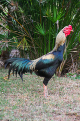 Thai Fighting Cock