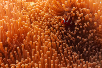 Colorful underwater scene; clownfish hiding in the sea anemone