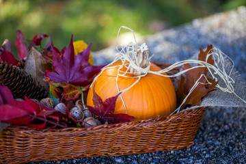 Autumn arrangement of pumpkin