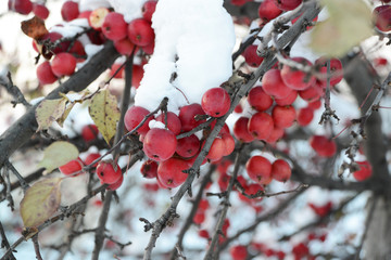 branch with apples in the snow
