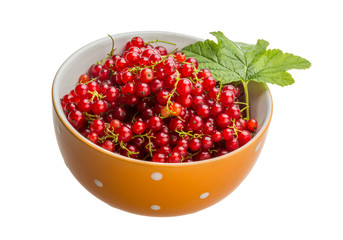 Red currant