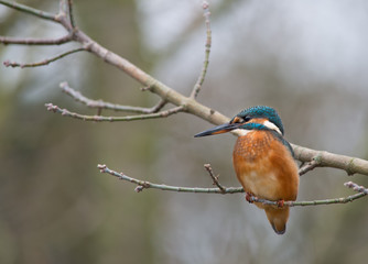 Eisvogel