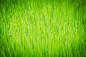 paddy rice in field