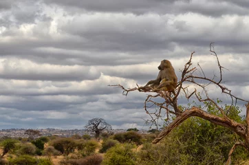 Fotobehang Eenzame baviaan © crazycolors