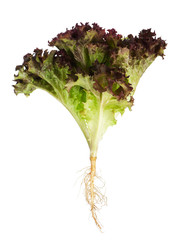 Lollo Rosso lettuce